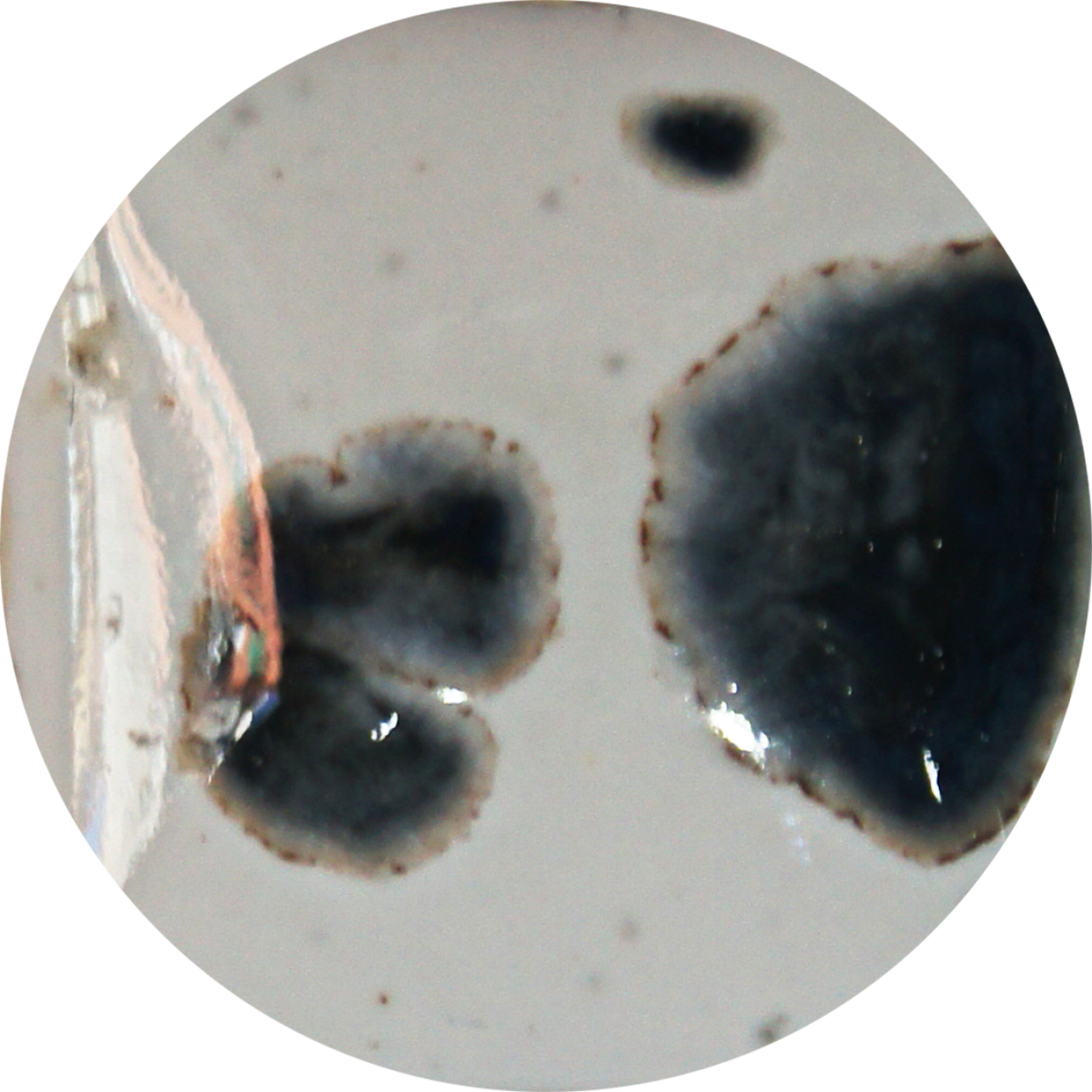 FG Dalmation - 500ml