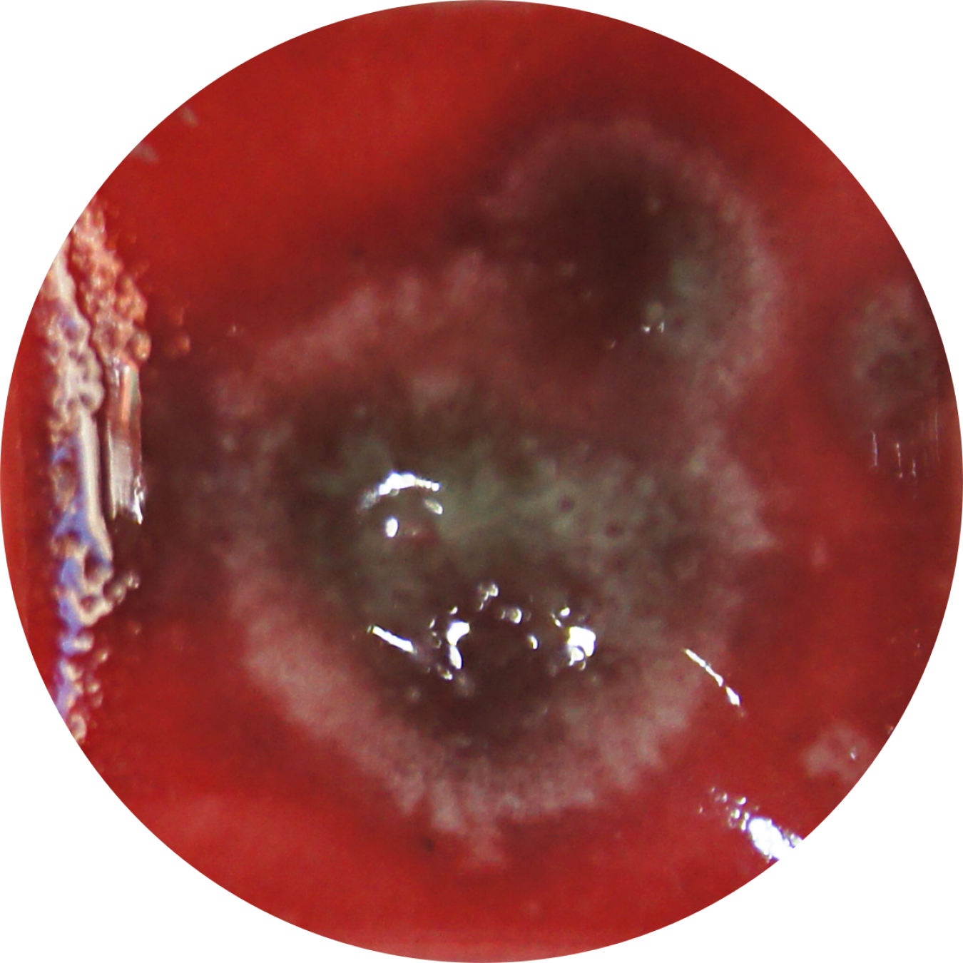 FG Lady bird - 500ml